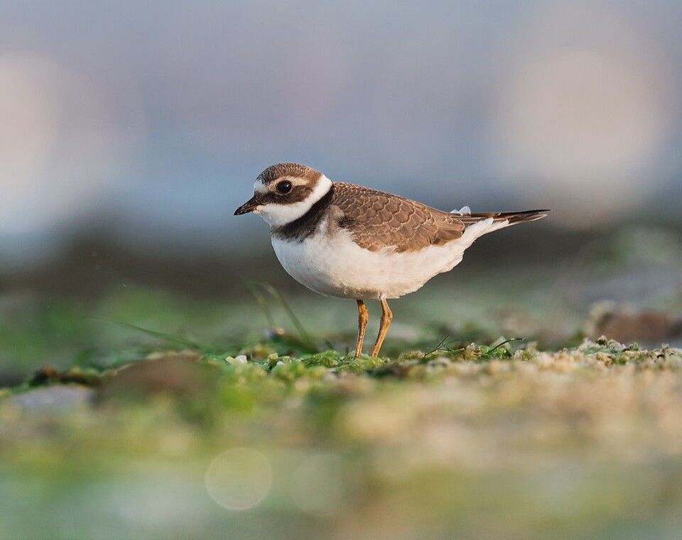 Sieweczka obrożna (Charadrius hiaticula), żerująca w kidzinie, Rezerwat Beka