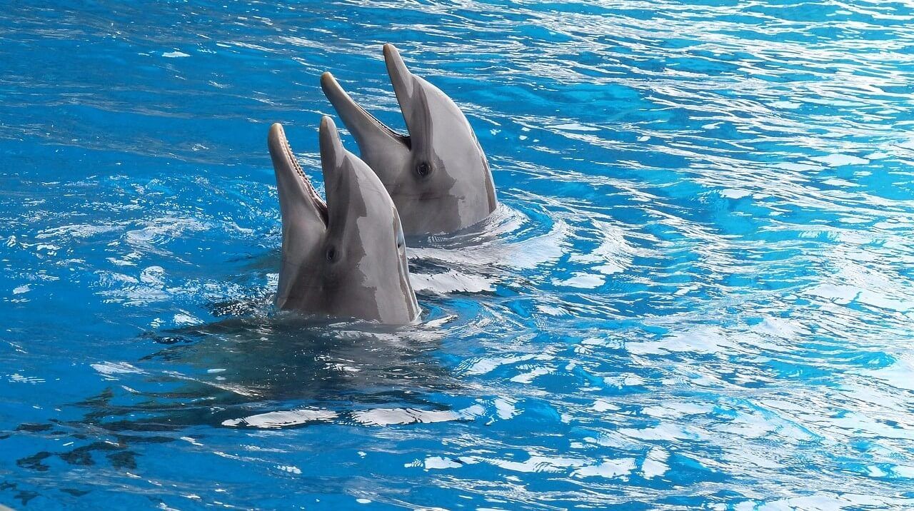 delfiny w wodzie