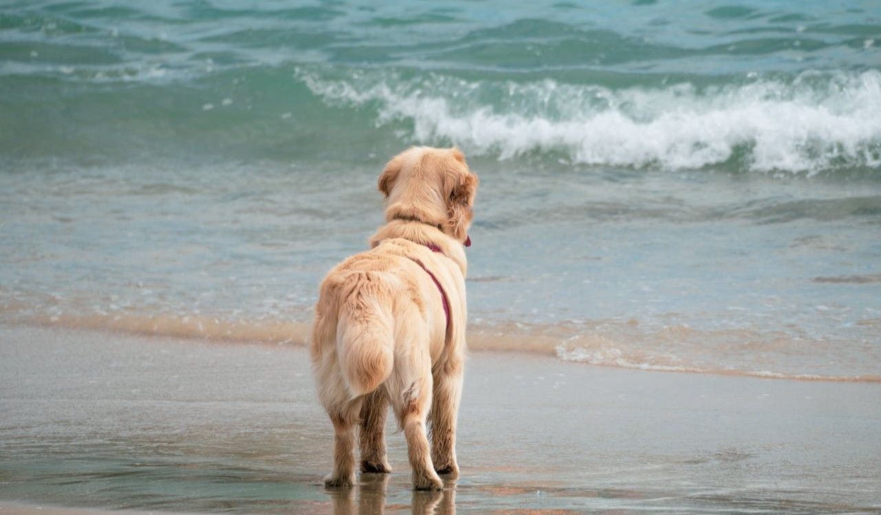 pies nad morzem
