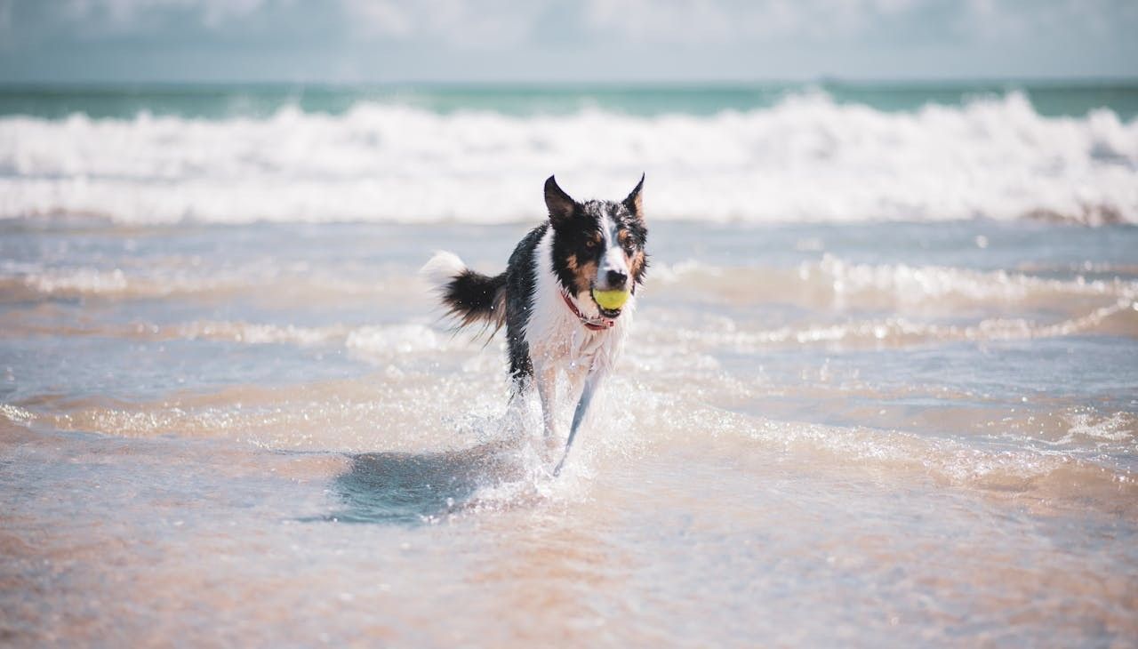 pies w wodzie, w morzu